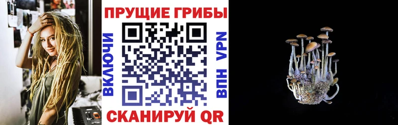 Галлюциногенные грибы Psilocybe  Каменск-Уральский 